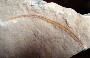 Les Fossiles d'Armissan : Témoins de l'Histoire de la Flore Tertiaire