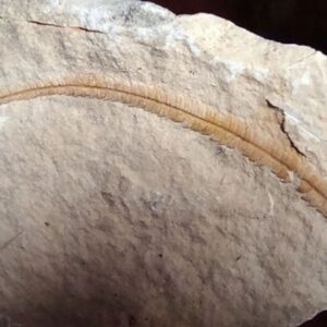 Les Fossiles d'Armissan : Témoins de l'Histoire de la Flore Tertiaire