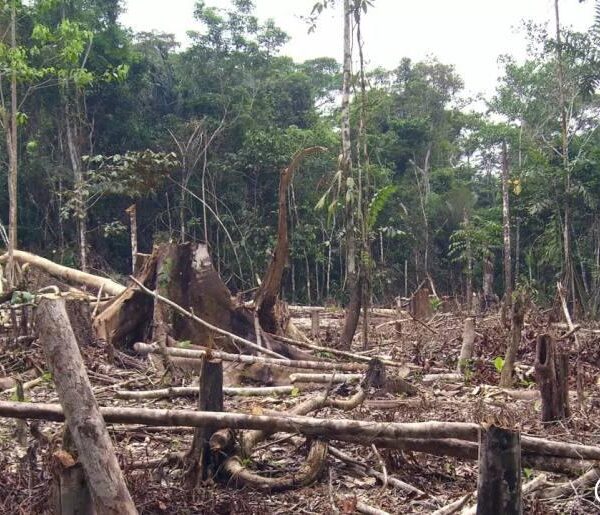 Lumière sur la destruction de la forêt pluviale.