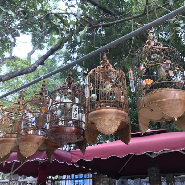 Les oiseaux chanteurs
