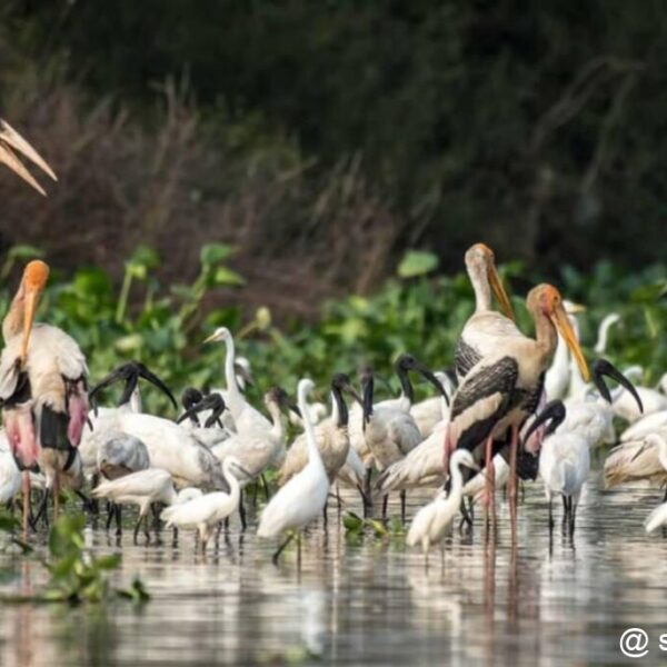 Prek Toal Bird Sanctuary du lac Tonlé Sap