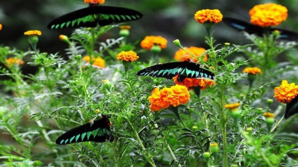 Ferme aux Papillons Cameron Highlands