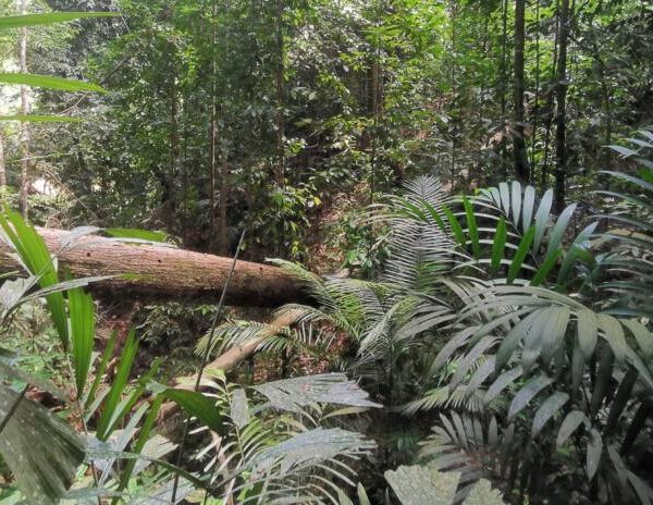 Trek au Parc National de Taman Negara