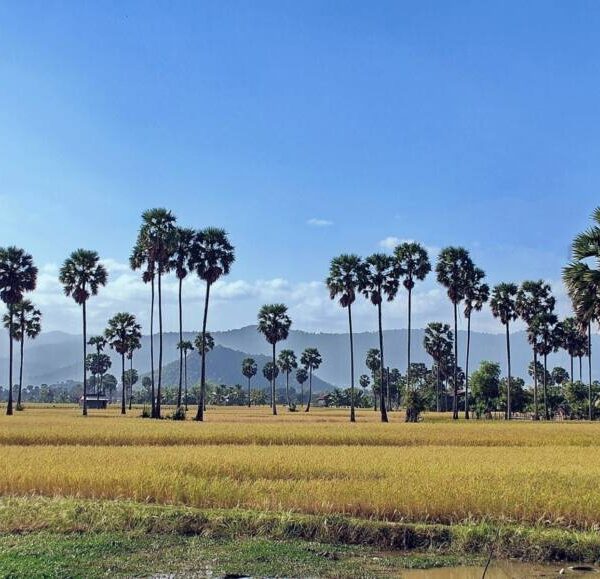 13) Province Kandal & Takeo Cambodge