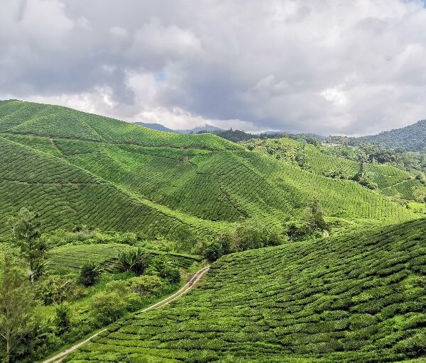 Ferme au Thé Cameron Highlands