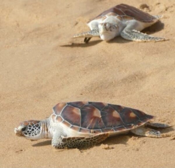 Le lacher de tortues – Phuket