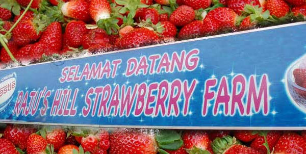 Ferme aux Fraises Cameron Highlands