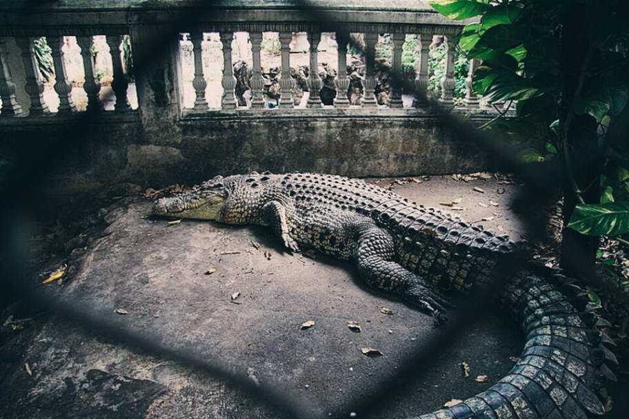  Le temple des crocodiles 