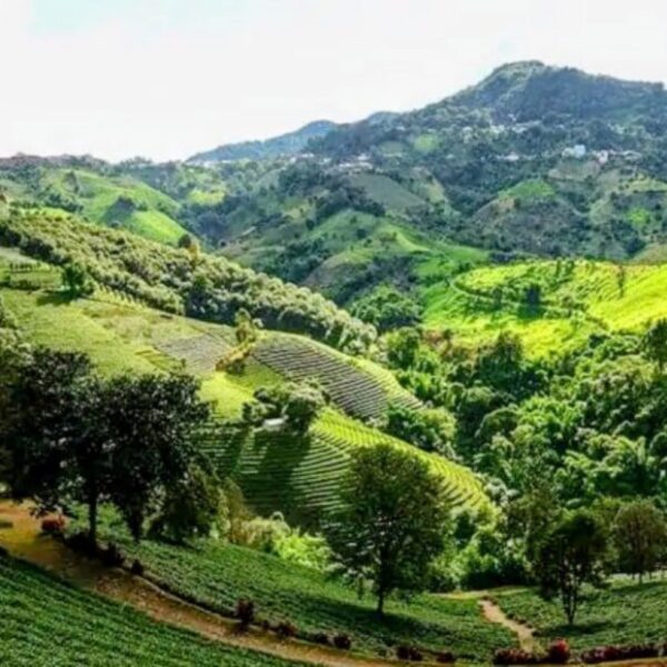 Province de Chiang Rai