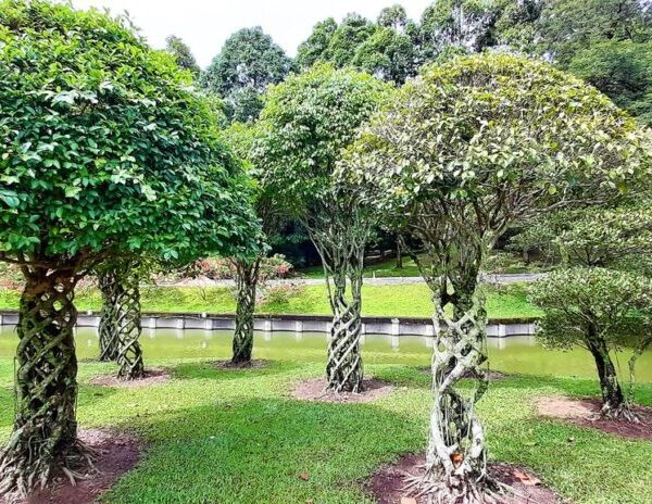 Perdana Botanical Gardens : une promenade en images