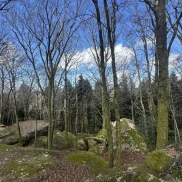 Forêt de Campsoleil